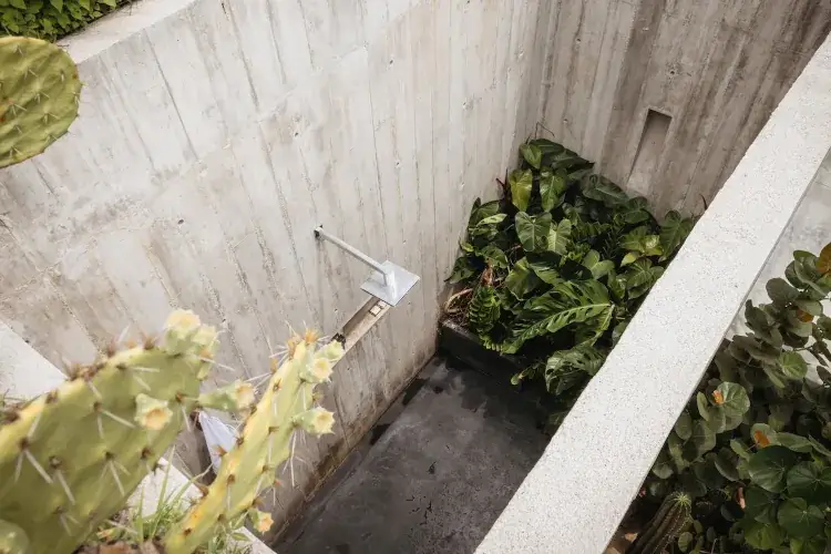 A high-angle view of a minimalist outdoor shower at Casa Selva in Puerto Escondido. The shower features raw, textured concrete walls and a simple silver rain shower head. Lush green tropical plants are tucked into a corner at the base, while a prickly pear cactus with yellow blooms is visible in the foreground.