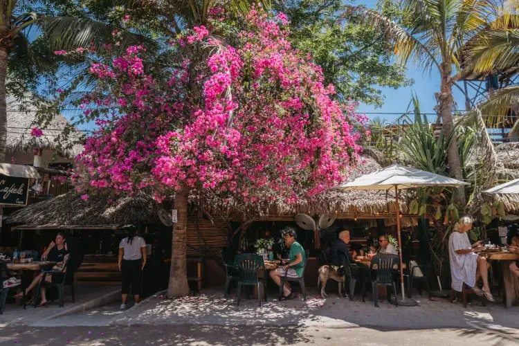 A vibrant pink bougainvillea tree in full bloom shades an outdoor cafe with a palapa roof. Patrons sit at plastic tables under white umbrellas, enjoying a sunny afternoon in a lush, tropical environment.