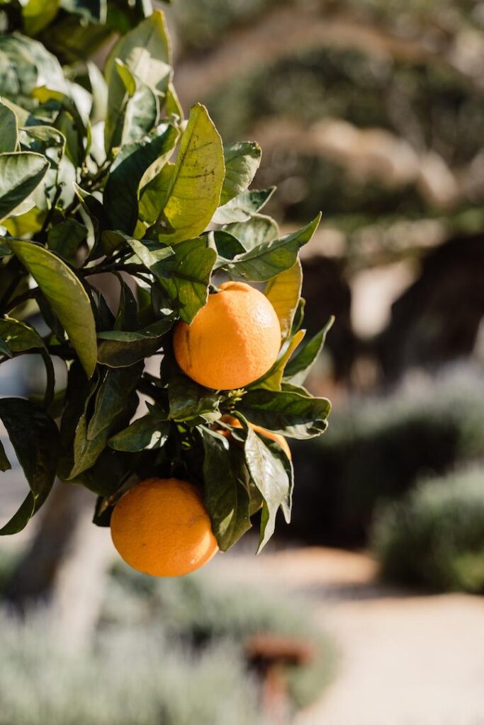 Ripe oranges on a citrus tree in the garden at Can Flores Villa in Cap Martinet, Ibiza.