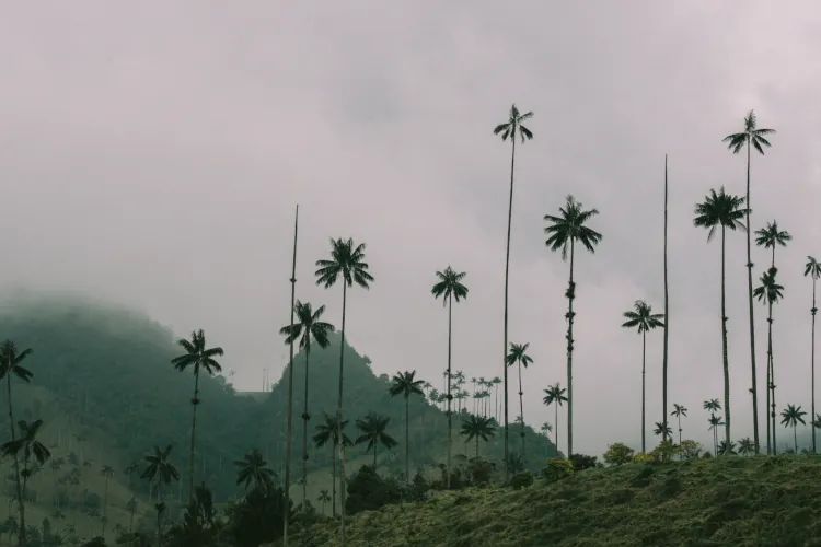 Tall, slender palm trees rise against a misty sky, with hazy green hills in the background, creating a serene and tranquil atmosphere.