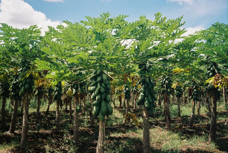 A lush papaya orchard with tall, green trees heavily laden with large, unripe papayas under a bright blue sky, conveying a sense of abundance.
