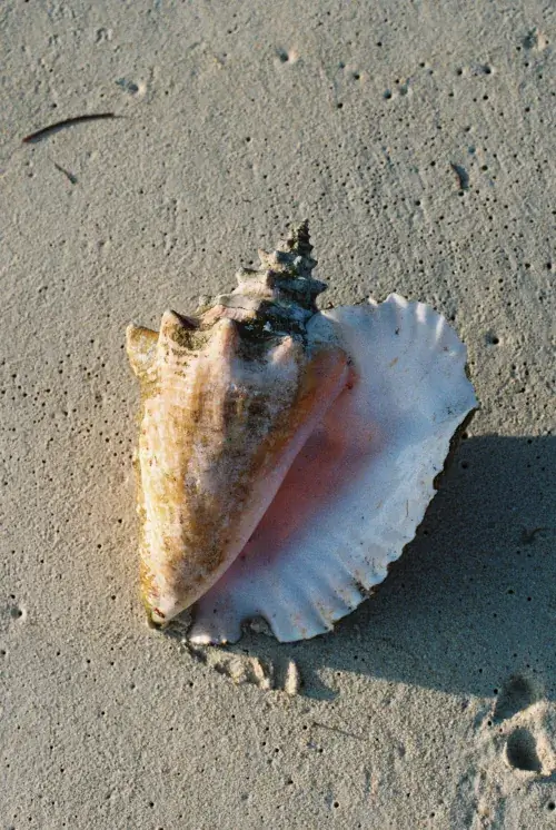 Large pink conch seashell with spiral top resting on textured beach sand in warm golden sunlight