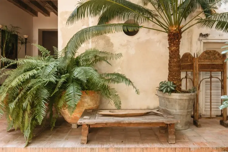 Rustic patio scene with tropical plants in large clay and metal pots, a weathered wooden bench, and an ornate wooden screen, conveying a serene atmosphere.