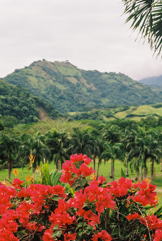 flowers and mountain