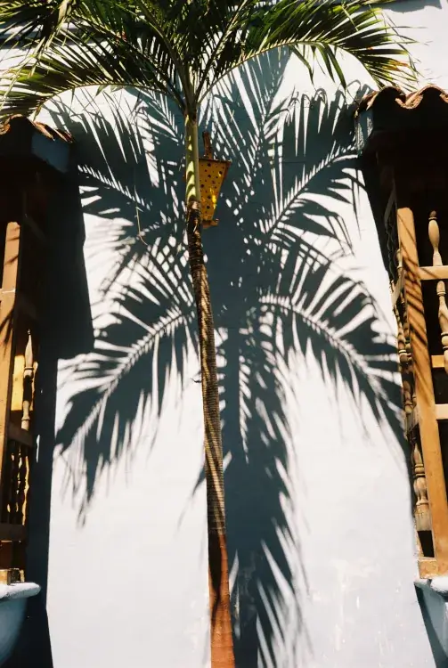 A tall palm tree stands against a white wall with its shadow prominently cast. The scene is flanked by wooden balconies, evoking a sunny, tropical atmosphere.