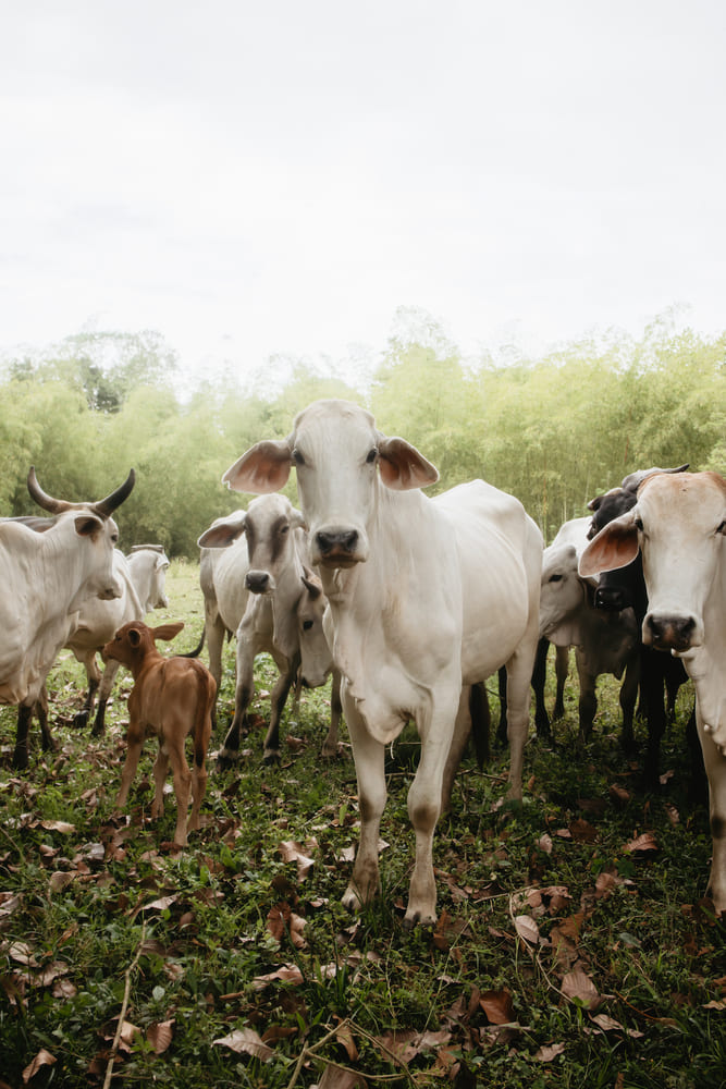 A herd of white cattle and a young calf standing together in lush green countryside, reflecting the rural landscape of Colombia