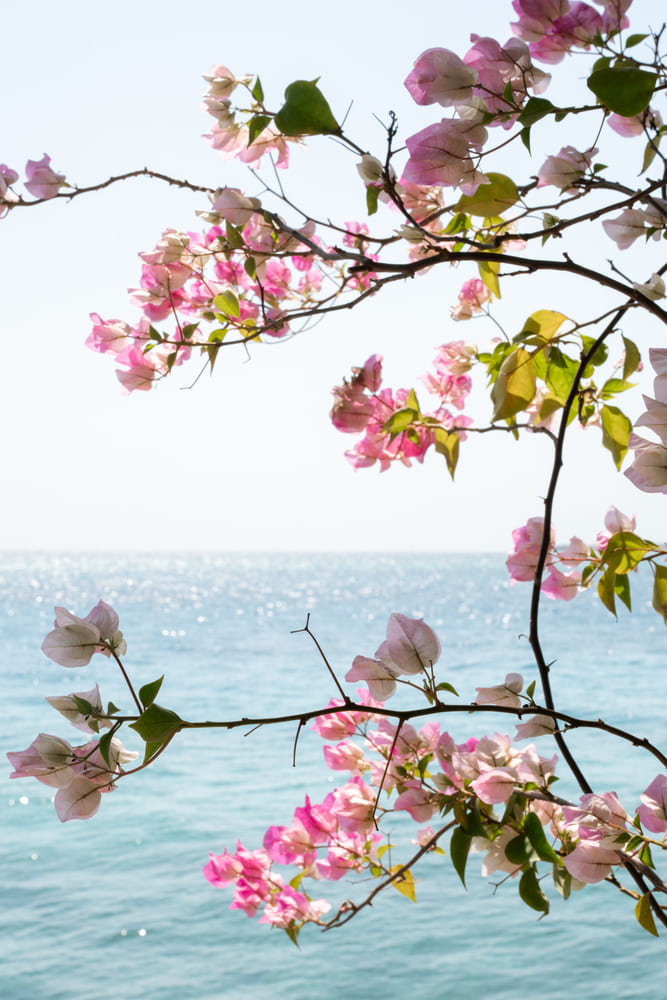 Flowers at Laguna Bay luxury villa on Isla Barú, Colombia