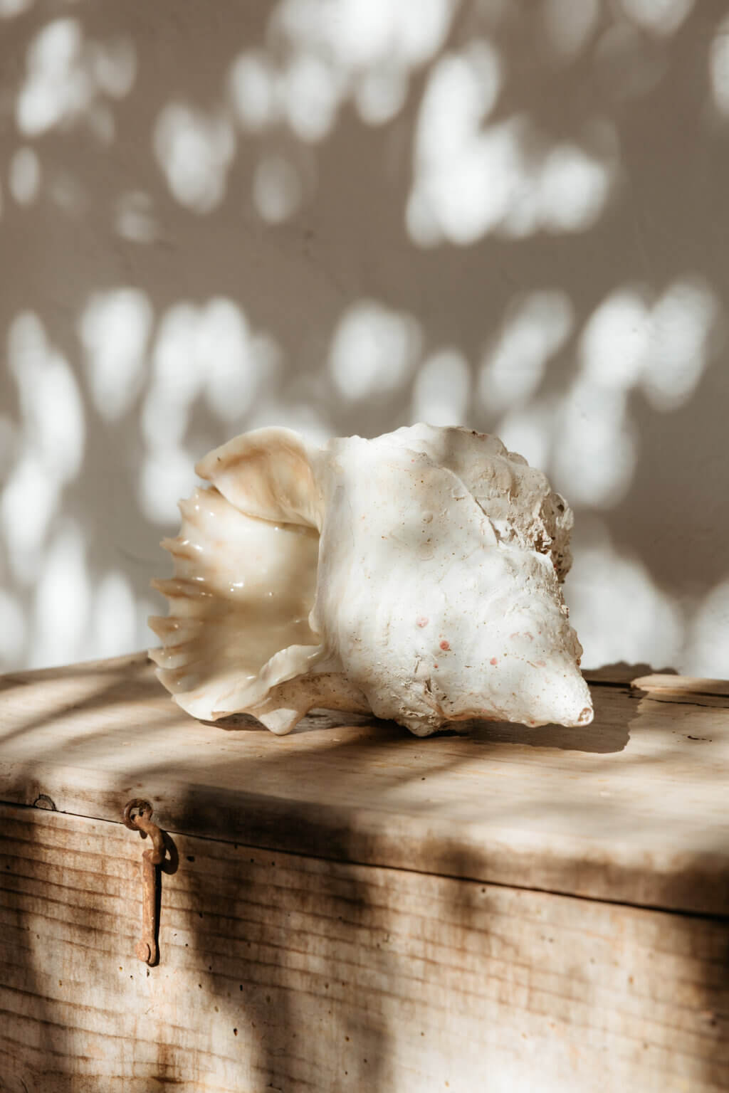 Large seashell displayed on a wooden table in Formentera