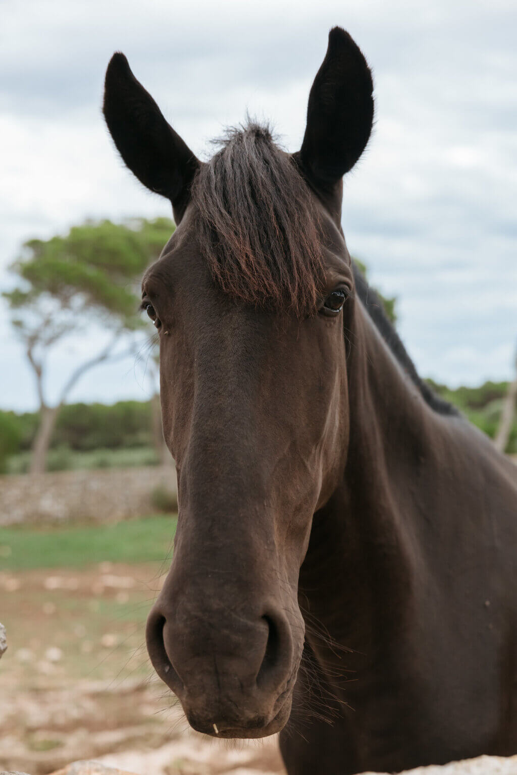 Black horse standing in the countryside of Menorca, Spain