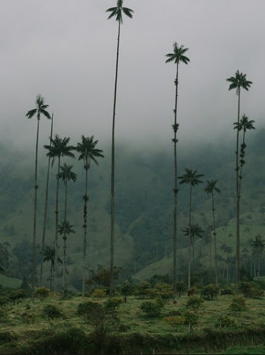 Coconut Valley