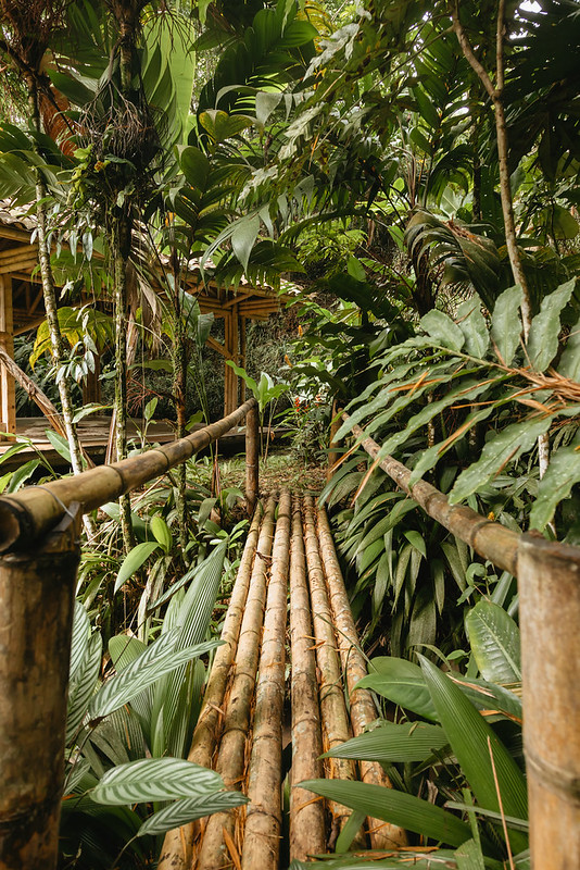 bamboo-jungle-bridge