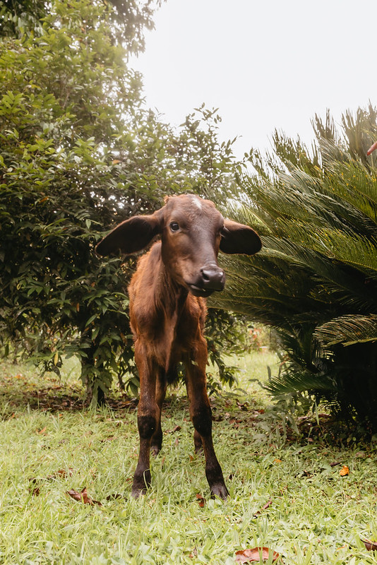 brown-calf-field