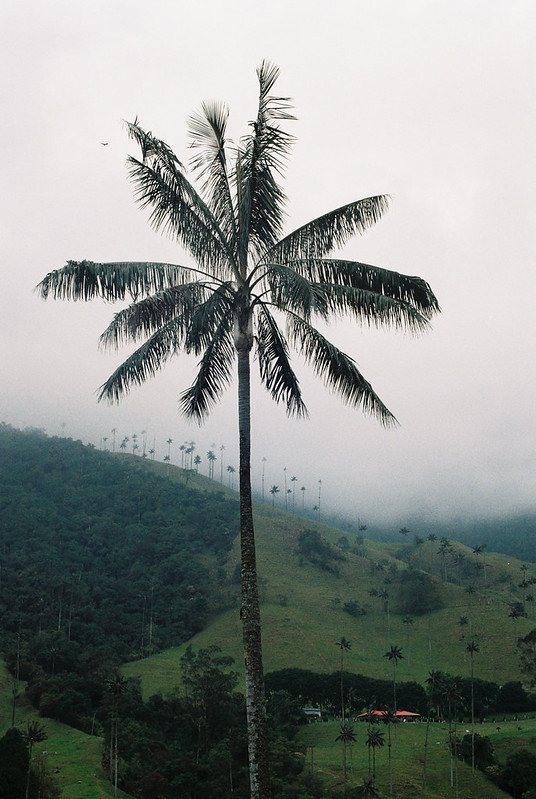 Cocora Valley landscape in Quindío, Colombia