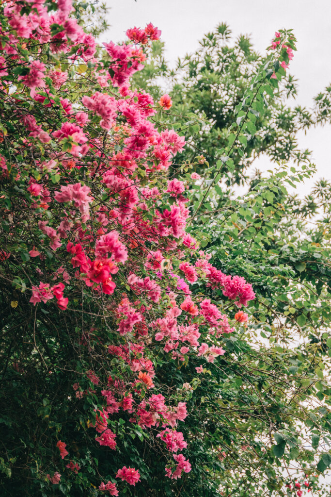 Pink flowering tree blooming in the historic town of Honda, Colombia