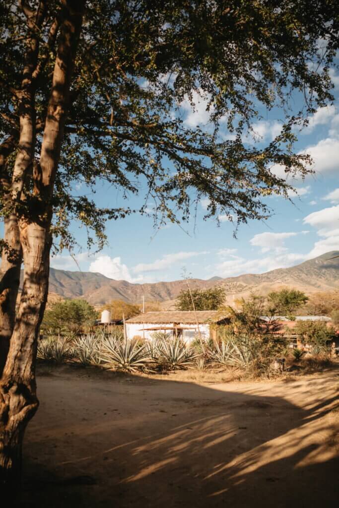 Agave plants and mountains in the landscape near Puerto Escondido, Mexico