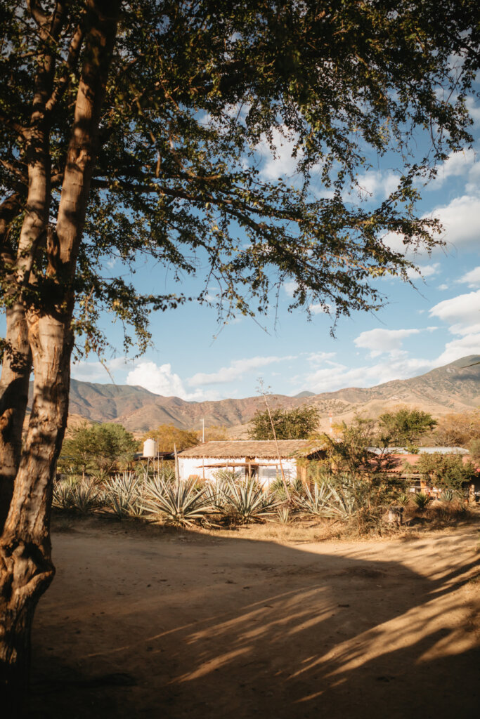 puerto-escondido-agave-field-mountains
