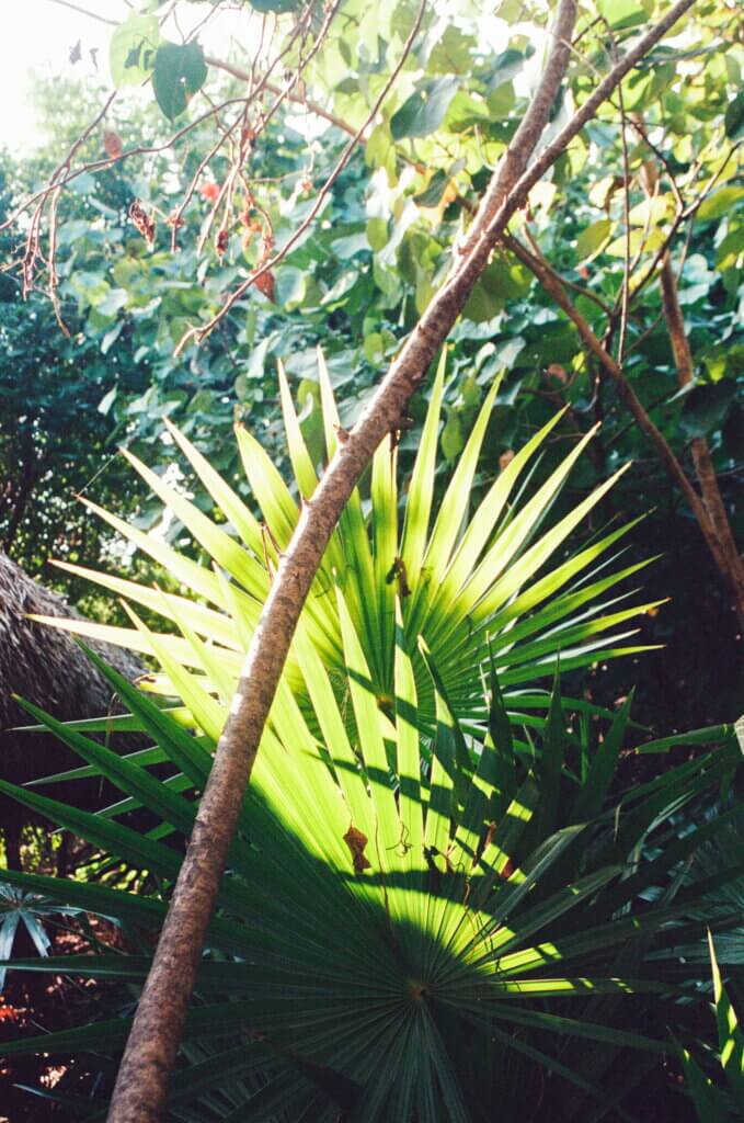 Tropical fan palm overlooking the landscape of Puerto Escondido, Mexico