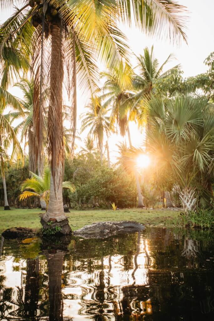 Tropical palm trees surrounding a tranquil pond in Puerto Escondido, Mexico