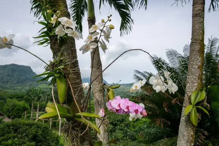 Orchids bloom on tree trunks, surrounded by lush greenery and distant mountains under a cloudy sky.
