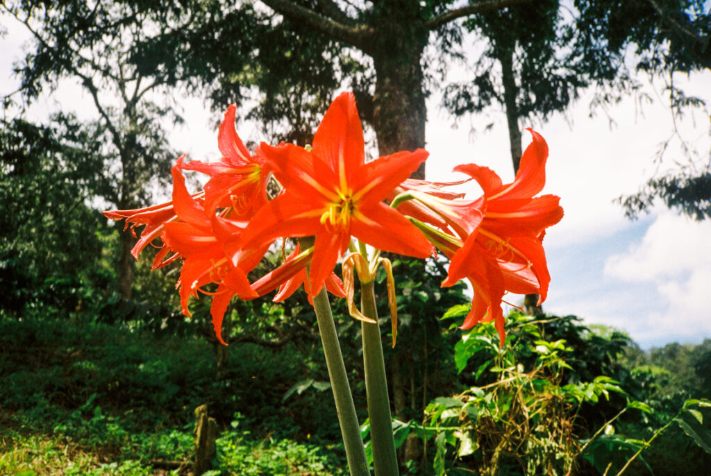 Colombia-luxury-villa-Maven-Collection158