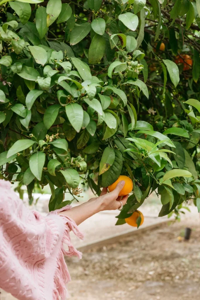 A person in a pink shawl gently picks an orange from a lush, green tree, conveying a peaceful and natural atmosphere in an outdoor setting.