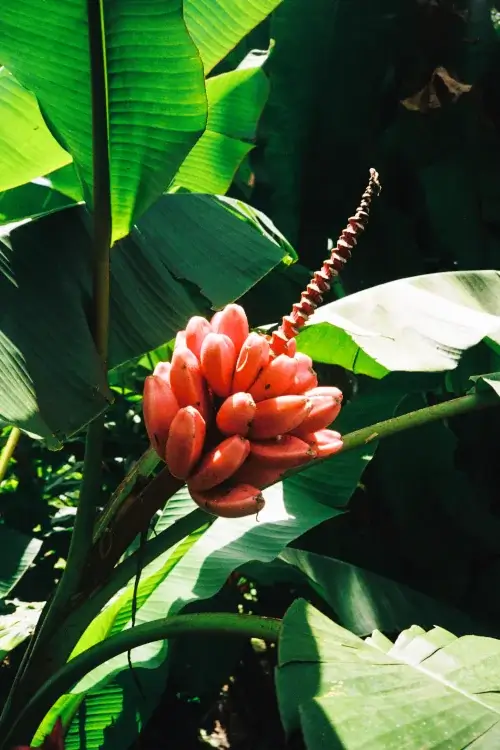 A cluster of bright red bananas hangs from a plant surrounded by large, vibrant green banana leaves in bright sunlight.