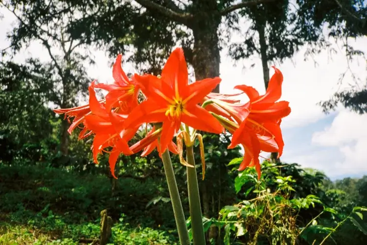Cluster of bright red lilies with long stems in a sunlit garden, trees and greenery in the background.