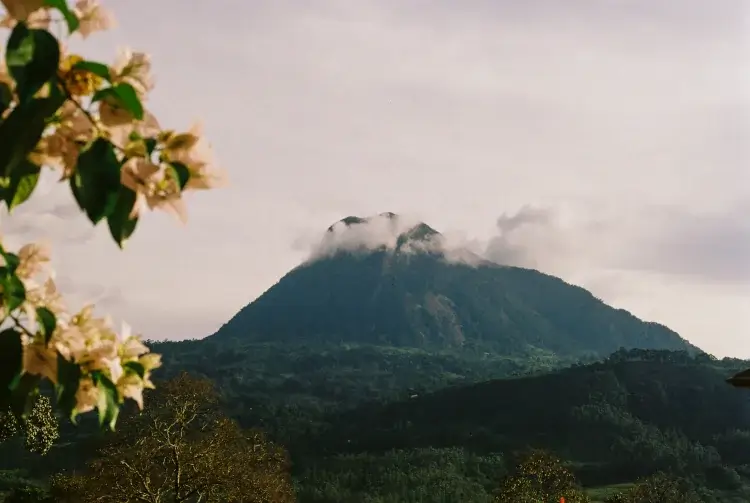 A wide view of a prominent, cloud-capped mountain peak rising above the lush green hills of the Hacienda Oro Molido estate, framed by soft white flowers in the foreground.