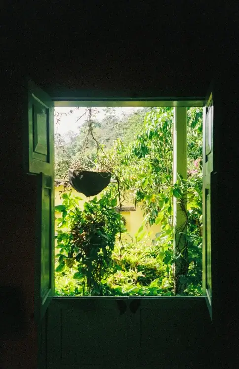 View from a dark room through an open window onto a lush, bright green tropical garden with a hanging planter.