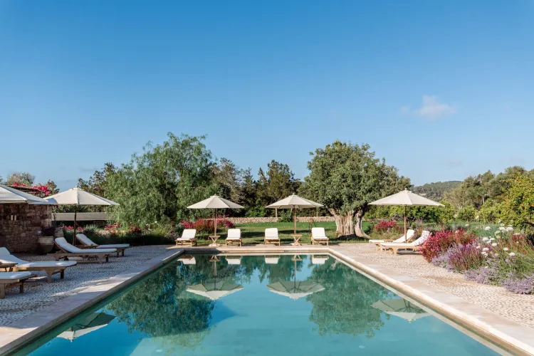 Serene turquoise swimming pool with white umbrellas, wooden lounge chairs, stone border, flowering shrubs, and distant olive grove under clear Mediterranean sky