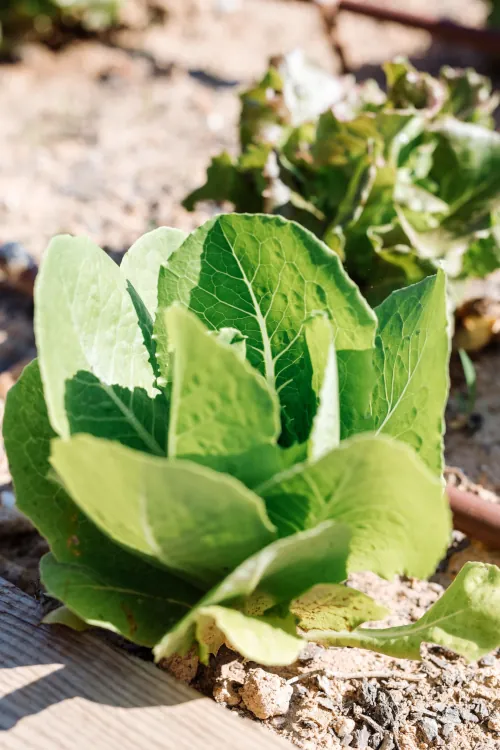 Close-up of vibrant green lettuce heads growing in organic garden soil, fresh leaves with water droplets, rustic farm or villa vegetable bed