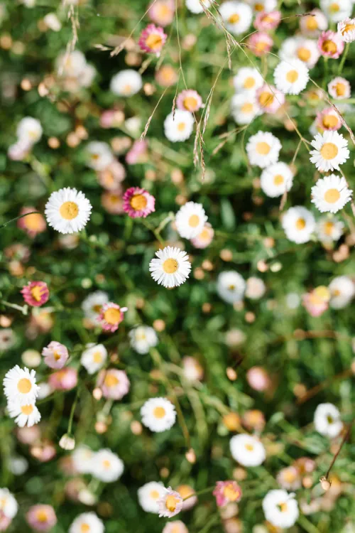 Close-up of delicate white and pink daisies mixed with wild grasses in a sunny meadow, soft bokeh background, natural spring or summer bloom