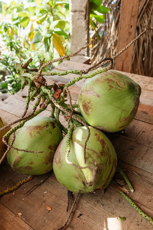 Fresh coconuts in San Agustinillo