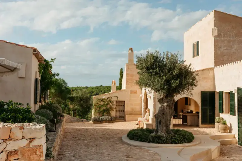 Santa Ana's terrace with olive tree bathed in sunlight