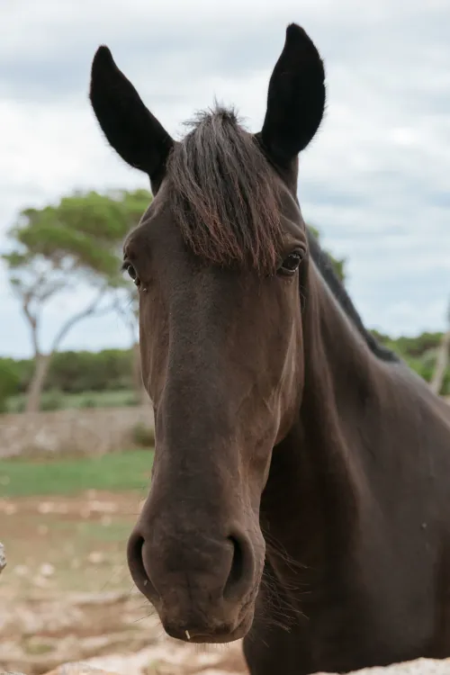 Close-up of a black horse with tall ears standing in a grassy field, soft-focus trees in the background, under a cloudy sky. The horse appears calm and attentive.