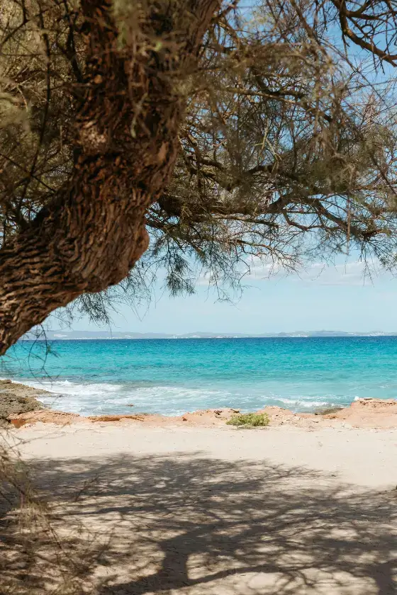View through pine trees to Es Caló beach near luxury villas in Formentera