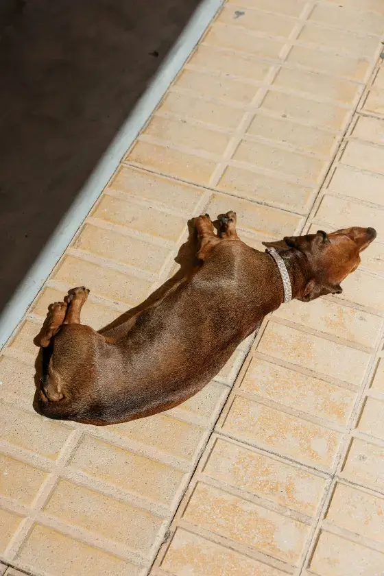 Small dog lying in the sun on a street in Sant Francesc, Formentera