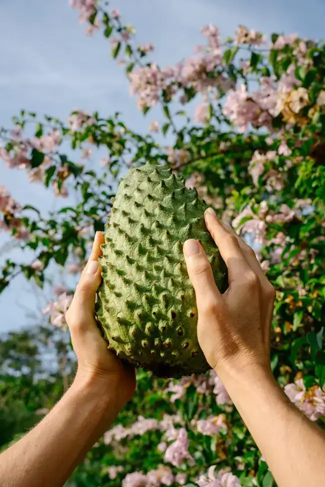 Hands holding a fresh soursop fruit surrounded by tropical flowers in Antioquia, Colombia
