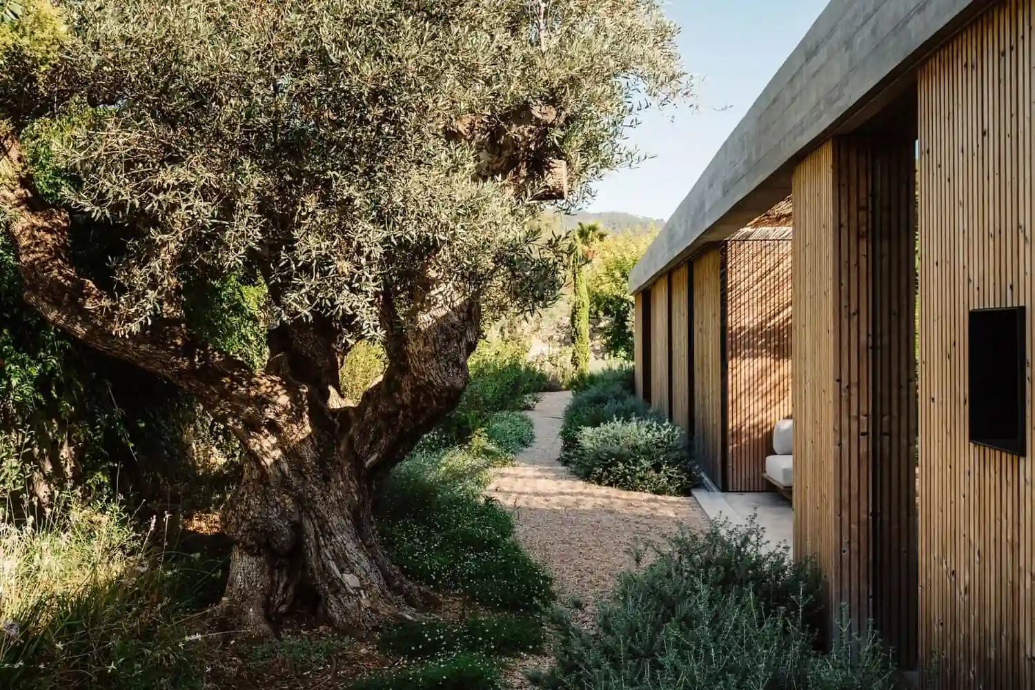 A serene garden scene with a large, gnarled tree beside a modern building featuring a wooden exterior. A narrow path winds through lush greenery.