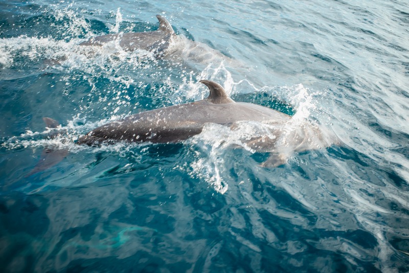 dolphins under water
