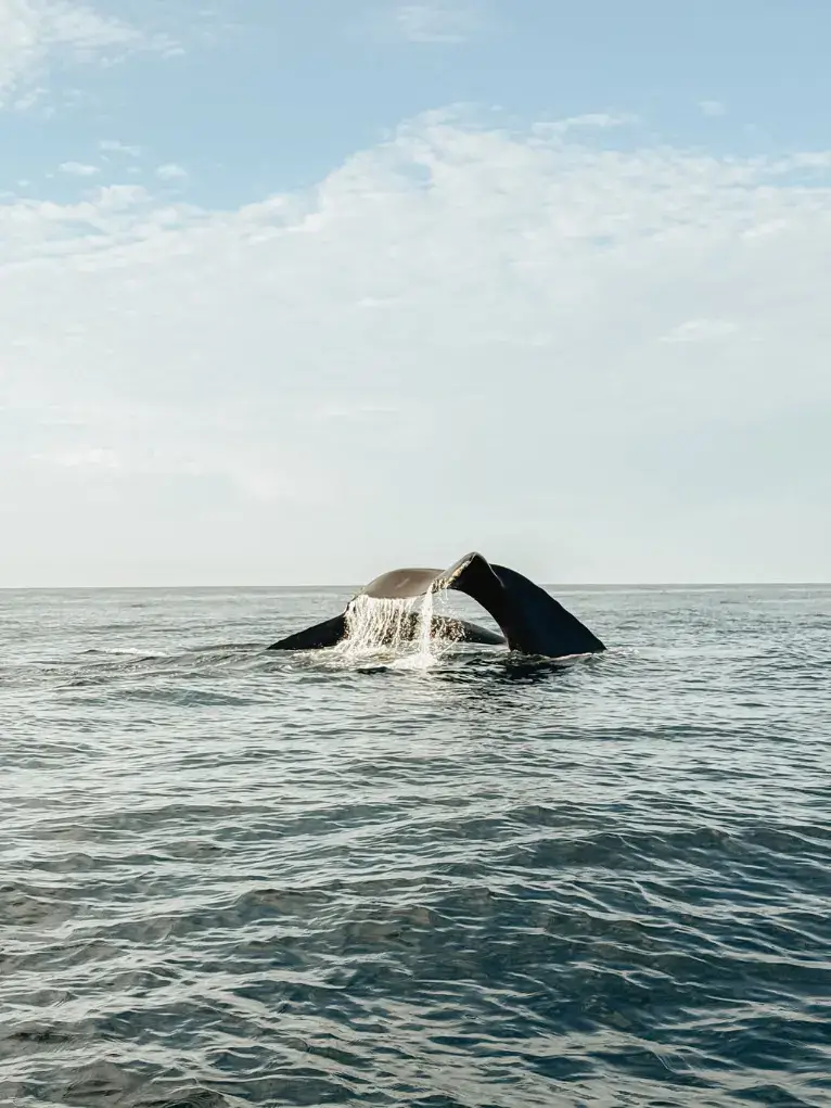 Whale watching in the Pacific Ocean near Mazunte, Oaxaca