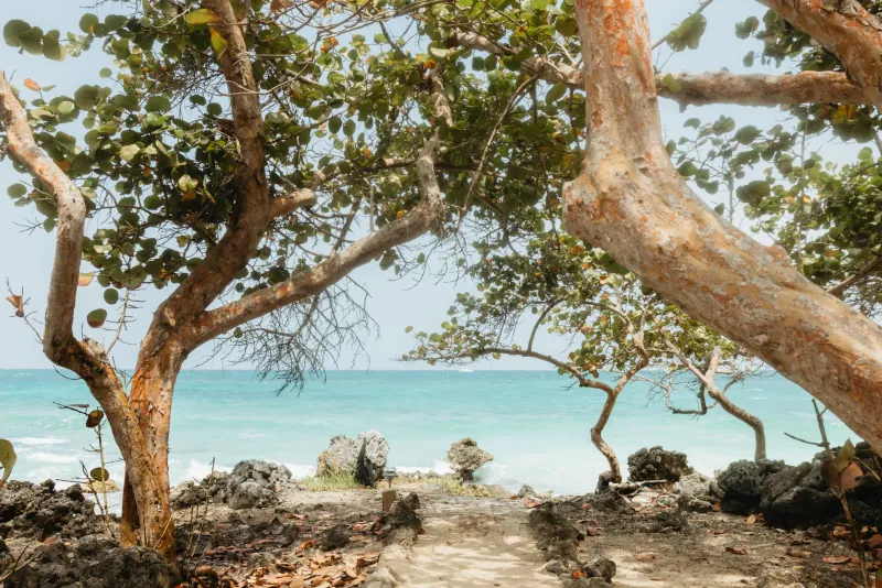 Trees with lush green leaves frame a path leading to a tropical beach with turquoise waters and a clear blue sky, evoking a sense of tranquility.