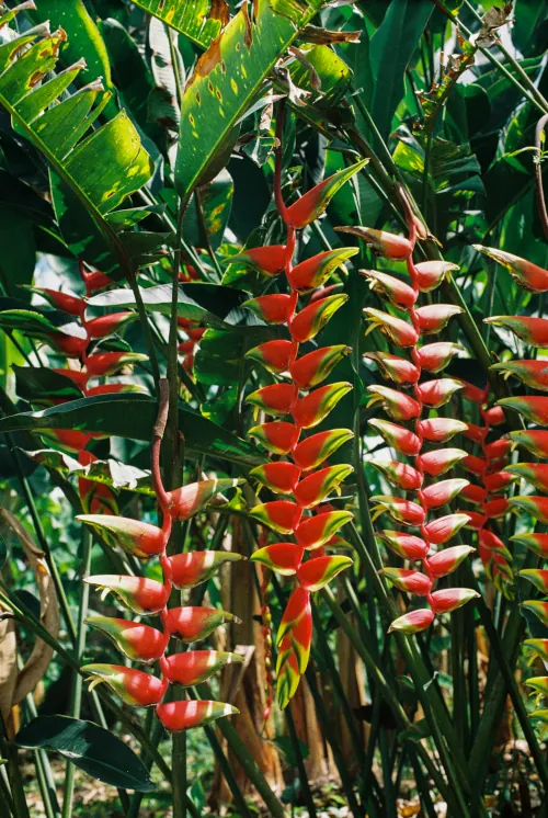 Vivid tropical heliconia flowers with red and yellow bracts hang in clusters among lush green foliage. The scene conveys a sense of vibrant nature.