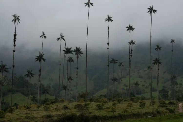 Foggy landscape with tall, thin wax palm trees covered in mist in a lush, green valley. The atmosphere is serene and mystical.