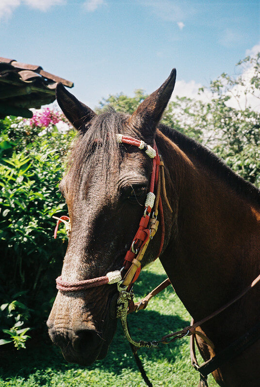Horse ready for a ride in the countryside near Barichara, Colombia