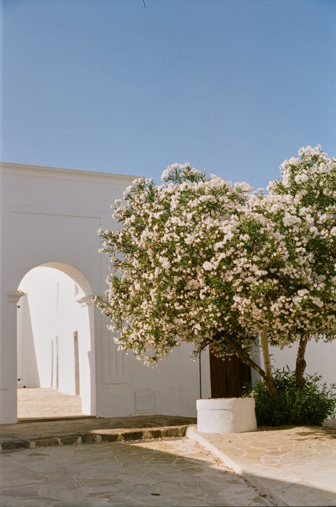 Flowering tree beside a whitewashed courtyard and arched passage in Ibiza.