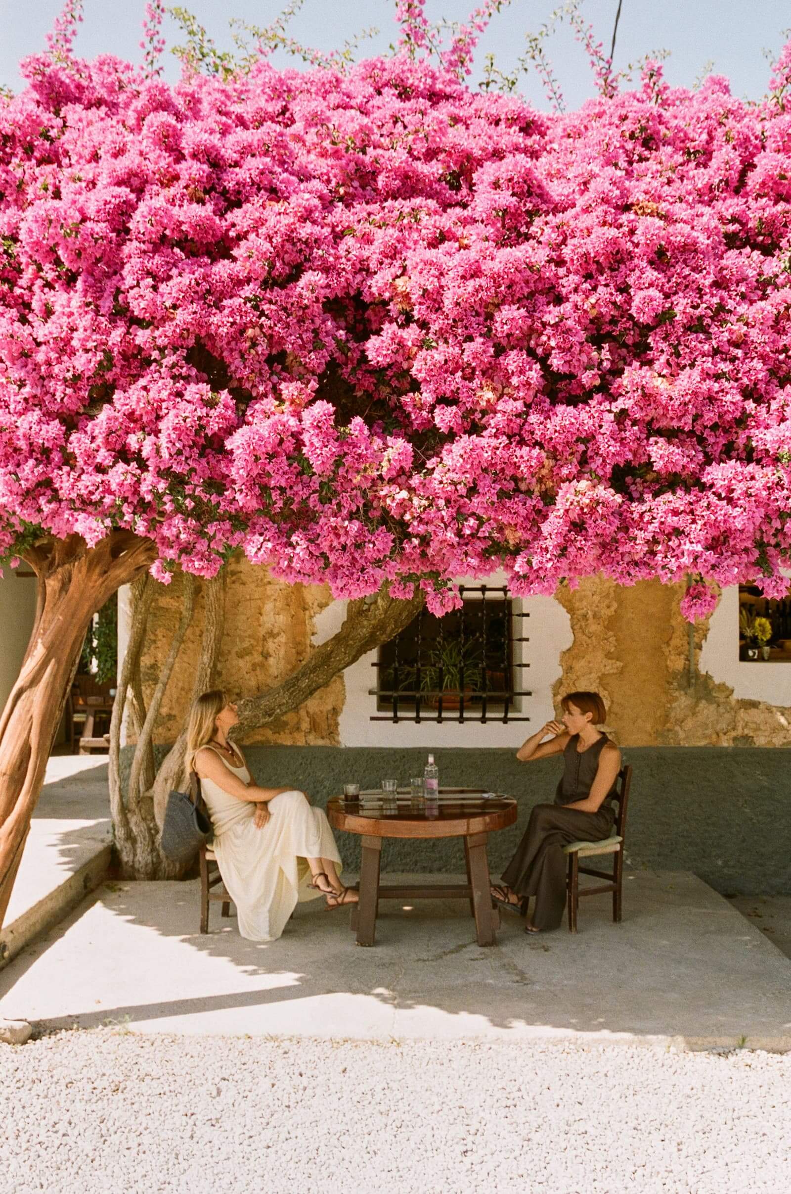 Emma and Marcia standing beneath a bougainvillea tree