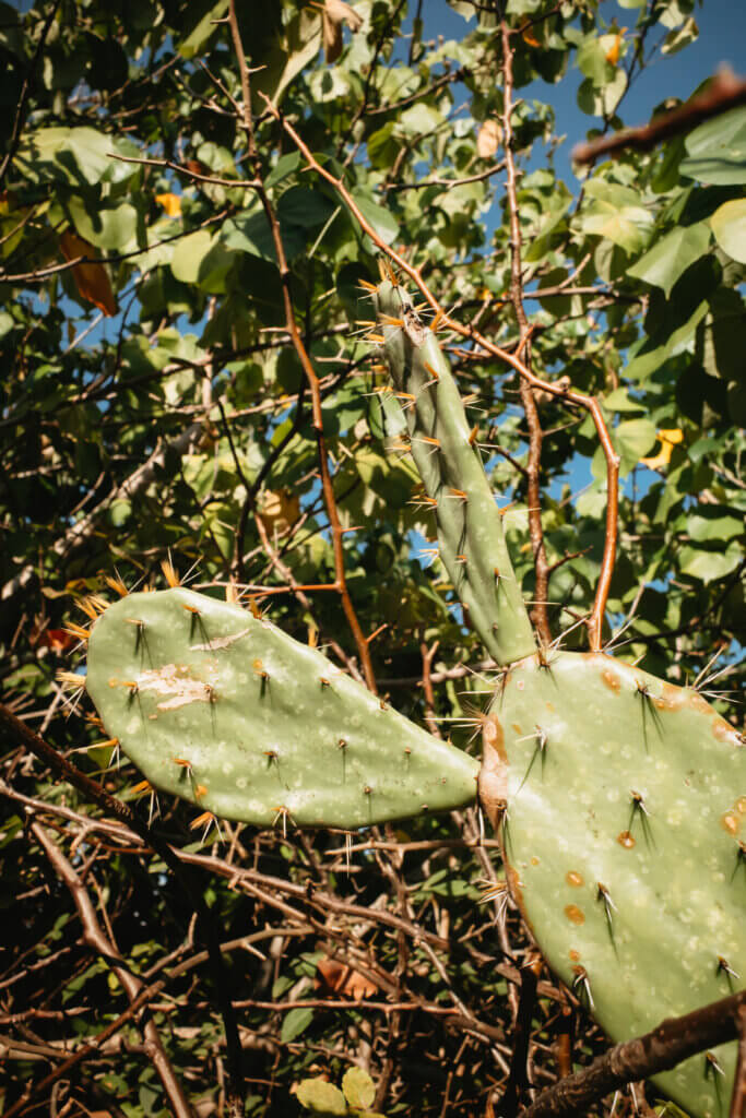 Green prickly pear cactus growing among tropical trees in Tulum, Mexico