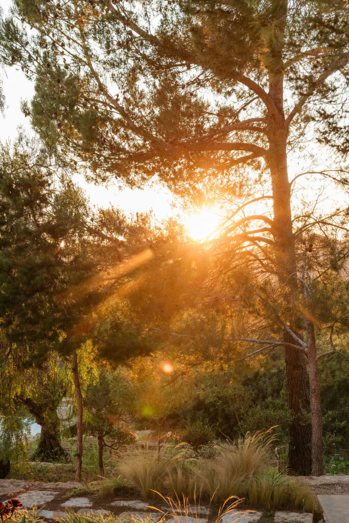 Golden sunlight shines through pine branches in the garden at Can Zama, Ibiza.
