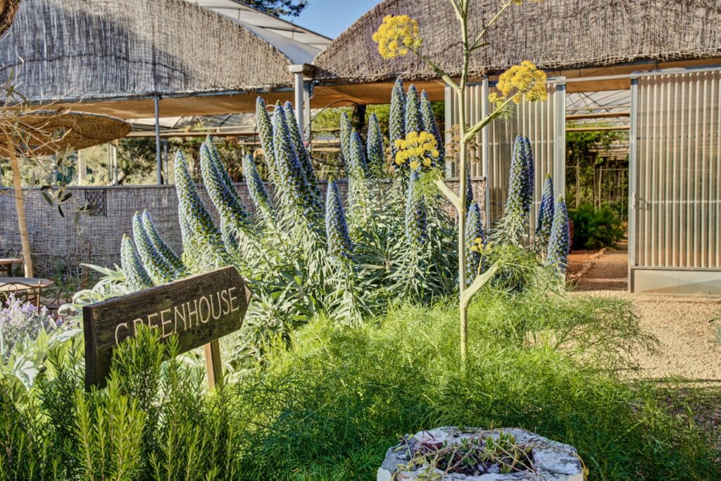 Herbs and flowering plants beside the greenhouse in the edible garden at Finca Delica, San Lorenzo, Ibiza.